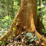 Julbernardia pellegriniana Corteza