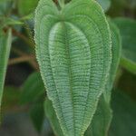 Rhynchanthera grandiflora Leaf