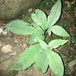 Sauromatum venosum Leaf