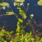 Bidens alba Цвят