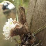 Ancistrorhynchus capitatus Flower