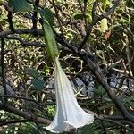 Brugmansia × candidaFlower