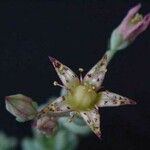 Graptopetalum pachyphyllum Flower