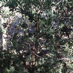 Arctostaphylos pringlei Habit