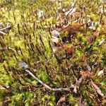 Harrimanella hypnoides Folha