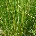 Stipa pennata Escorça