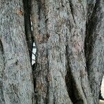 Caesalpinia coriaria Bark