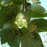 Annona cherimola Fruit