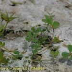 Marsilea strigosa عادت داشتن