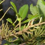 Morella cerifera Fruto