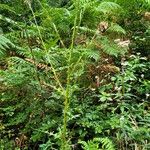 Cirsium palustre Hábito