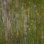 Eleocharis palustris Συνήθη χαρακτηριστικά