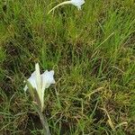 Gladiolus gunnisii Blomst