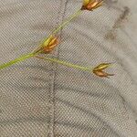 Rhynchospora rugosa Λουλούδι