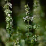 Ocimum americanum 花