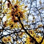 Hamamelis mollisKvět