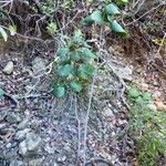 Phyllanthus peltatus Elinympäristö