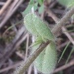 Cerastium glomeratum Leaf