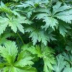 Trollius chinensis Leaf