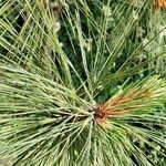 Pinus ponderosa Blomma