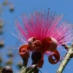 Pseudobombax ellipticum Çiçek