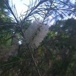 Melaleuca alternifolia Çiçek