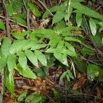 Guaduella oblonga Hoja