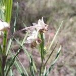Gomphocarpus fruticosus Fleur