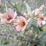 Sphaeralcea bonariensis Žiedas