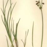 Juncus striatus Habit