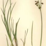 Juncus striatus Pokrój