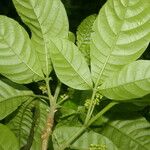 Allophylus psilospermus Leaf