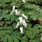 Dicentra canadensis Habitus