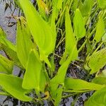 Pontederia cordata Likasa
