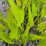 Pontederia cordata Blad