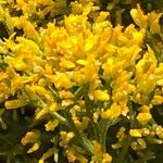 Gutierrezia microcephala Flower