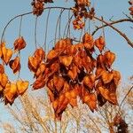 Koelreuteria paniculata Frutto