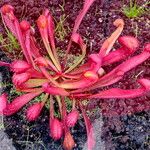 Sarracenia psittacina Yaprak