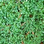 Arenaria balearica Hoja