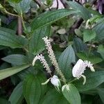 Saururus chinensis Λουλούδι