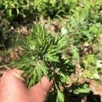 Artemisia vulgarisLeaf