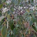 Celtis australis Fruit