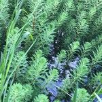 Myriophyllum aquaticum Hoja