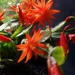 Rhipsalidopsis gaertneri Květ