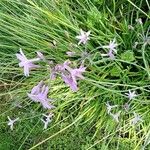 Tulbaghia violaceaYaprak