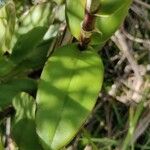 Epidendrum secundum Folla