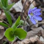 Hepatica nobilis Floare