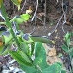 Crotalaria retusa ഫലം