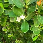 Clusia criuva Flor