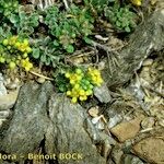 Alyssum alpestre Kabuk